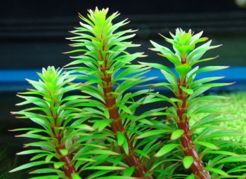 Ludwigia var. cuba